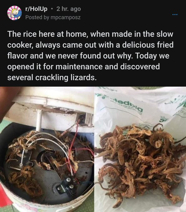 good reddit posts - gecko rice cooker - rHolUp 2 hr. ago Posted by mpcamposz The rice here at home, when made in the slow cooker, always came out with a delicious fried flavor and we never found out why. Today we opened it for maintenance and discovered s
