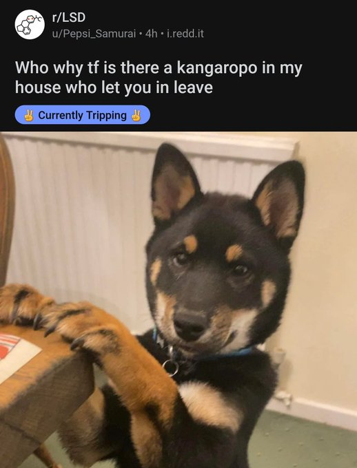 good reddit posts - dog - rLsd uPepsi_Samurai 4h.i.redd.it Who why tf is there a kangaropo in my house who let you in leave Currently Tripping