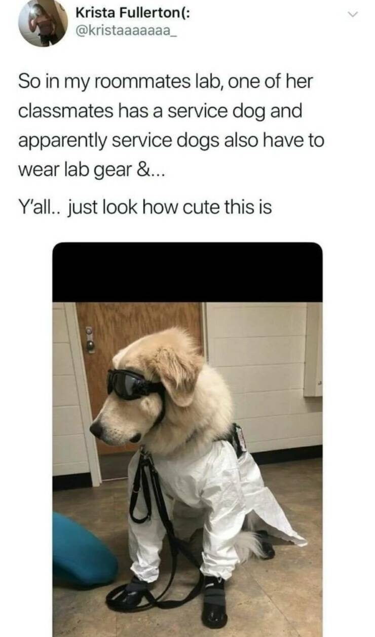 monday morning randomness - dog wearing lab gear - Krista Fullerton So in my roommates lab, one of her classmates has a service dog and apparently service dogs also have to wear lab gear &... Y'all.. just look how cute this is >