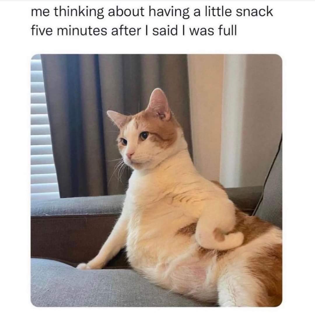 monday morning randomness - animal memes - me thinking about having a little snack five minutes after I said I was full