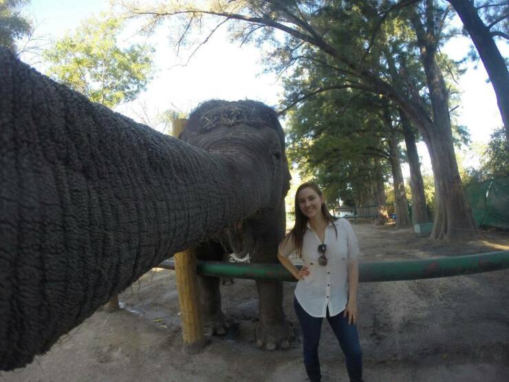 funy filled photos - funny selfies at zoo