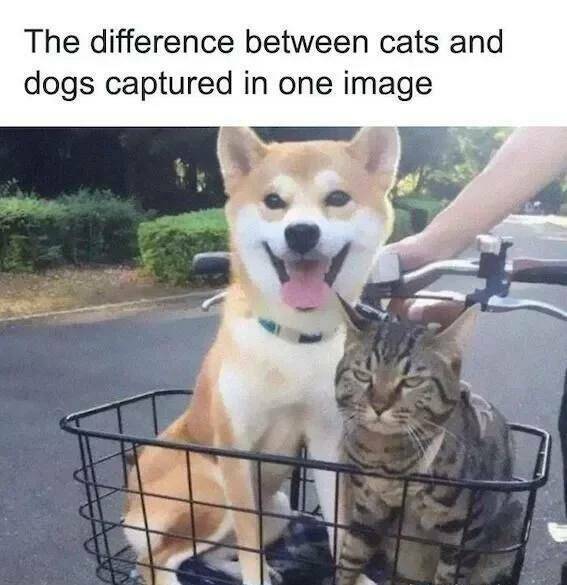 funy filled photos - Funny meme - The difference between cats and dogs captured in one image