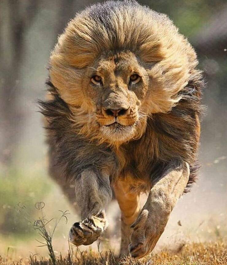 funy filled photos - lion running