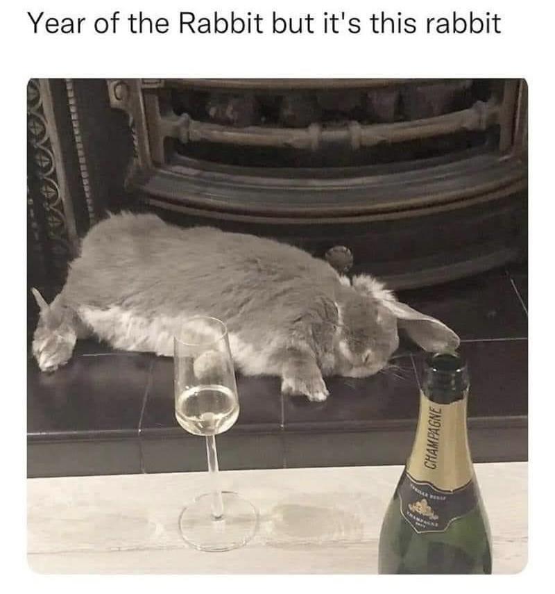 funny memes - fauna - Year of the Rabbit but it's this rabbit Champagne Triler We Bany