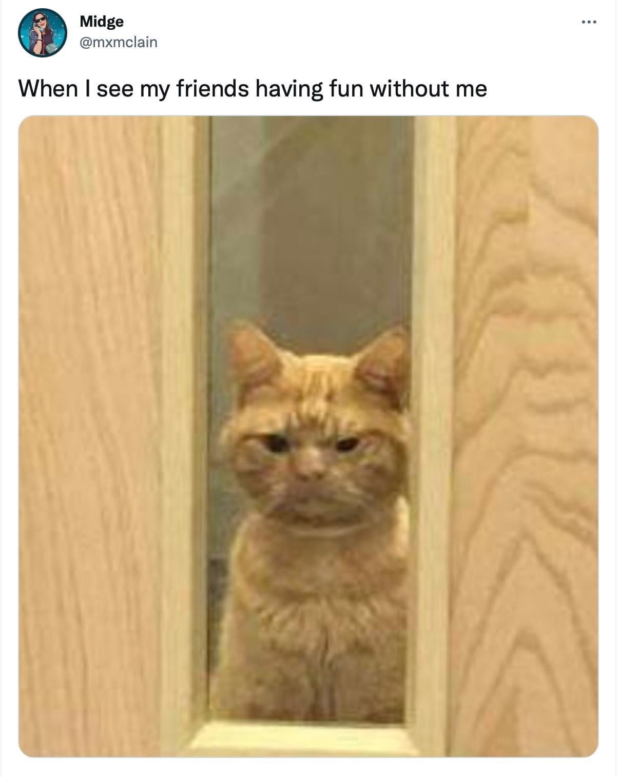 funny memes - saul the grumpy cat - Midge When I see my friends having fun without me
