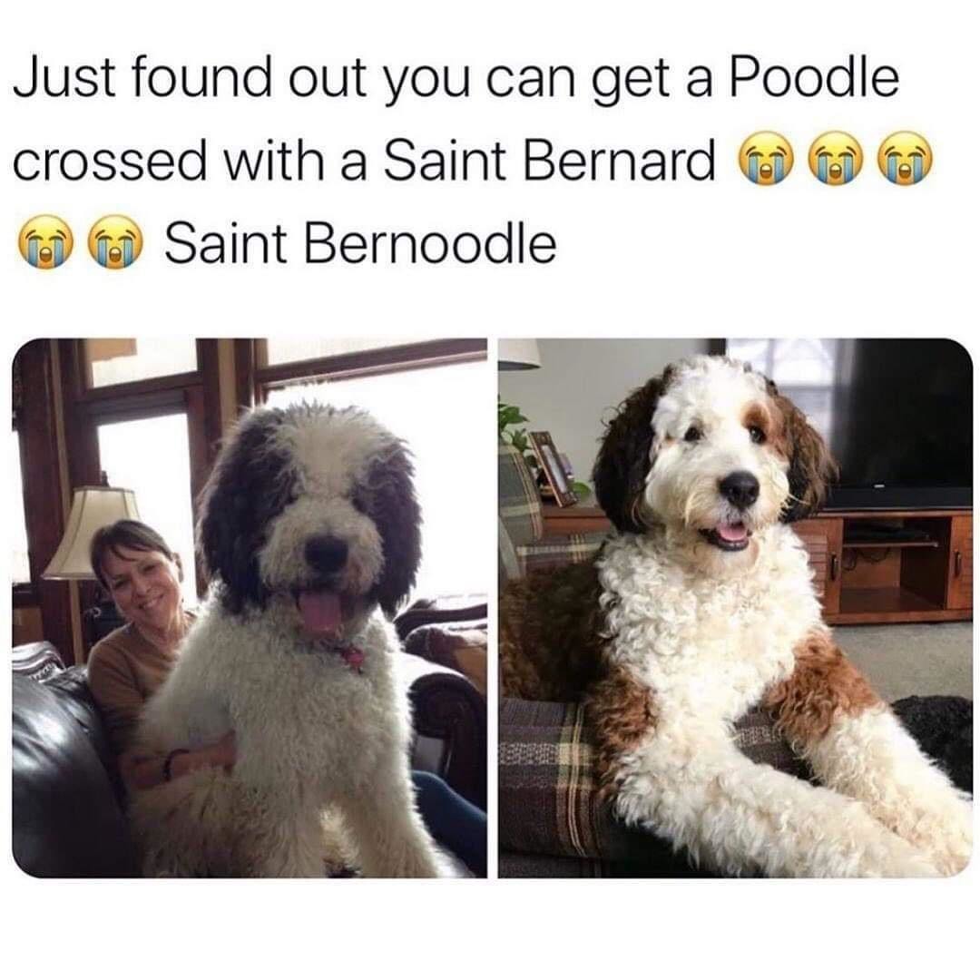 funny and svage memes - poodle memes - Just found out you can get a Poodle crossed with a Saint Bernard Saint Bernoodle