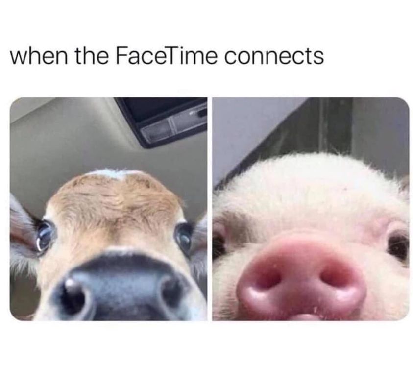 funny and svage memes - facetime connects meme - when the FaceTime connects