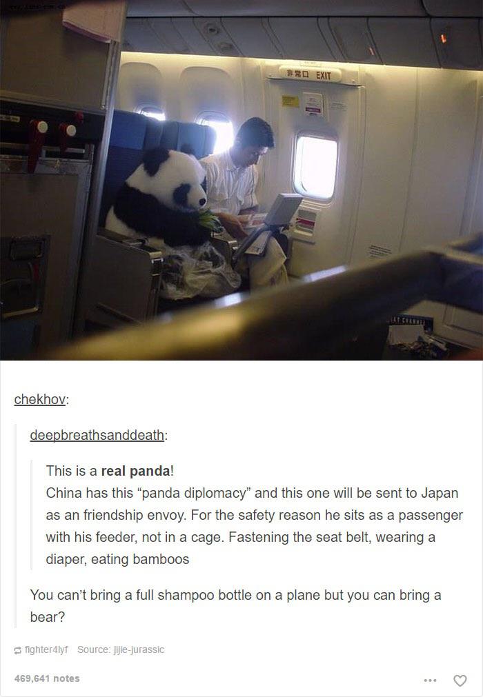 funny and svage memes - panda on the plane - chekhov Exit deepbreathsanddeath This is a real panda! China has this "panda diplomacy" and this one will be sent to Japan as an friendship envoy. For the safety reason he sits as a passenger with his feeder, n