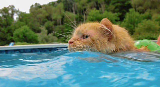 best f*ck around and find out moments - cat in pool