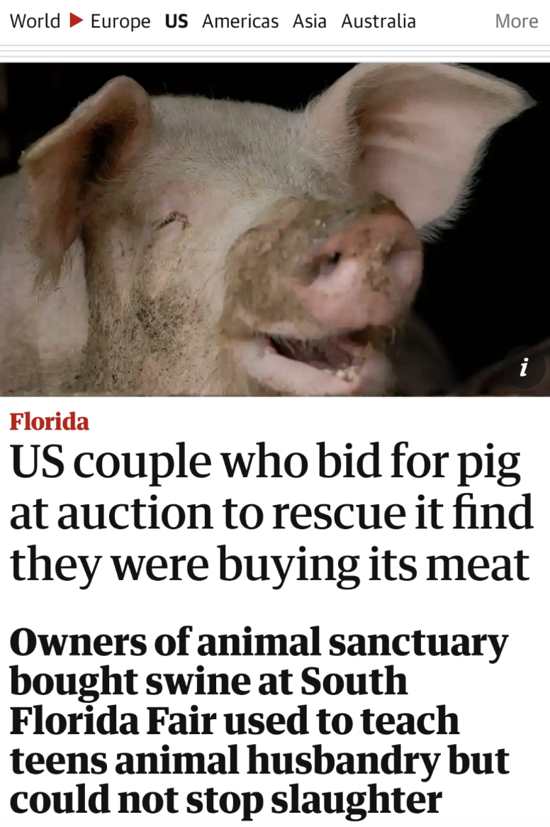 Facepalms - faith not by sight - World Europe Us Americas Asia Australia More Florida Us couple who bid for pig at auction to rescue it find they were buying its meat Owners of animal sanctuary bought swine at South Florida Fair used to teach teens animal