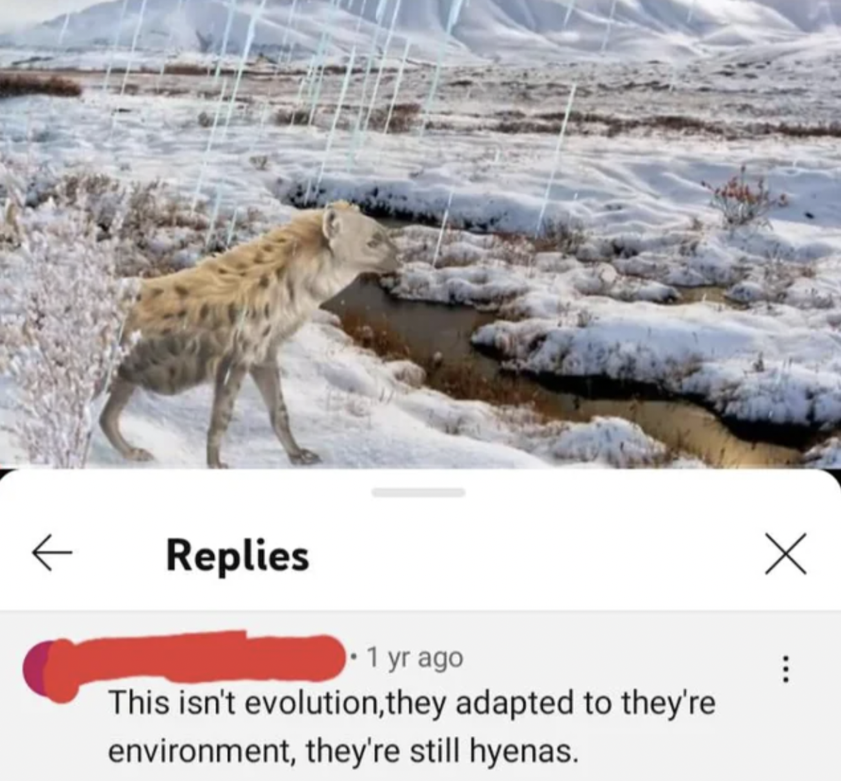 arctic tundra - This isn't evolution, they adapted to they're environment, they're still hyenas.