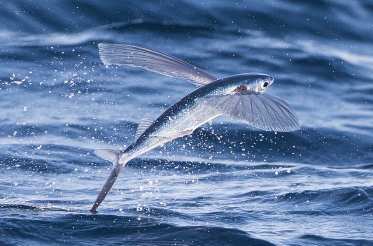 Strange Experiences at Sea - flying fish