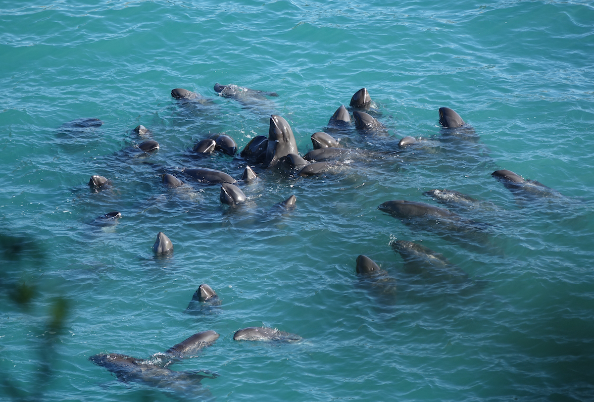 Strange Experiences at Sea - melon head dolphin