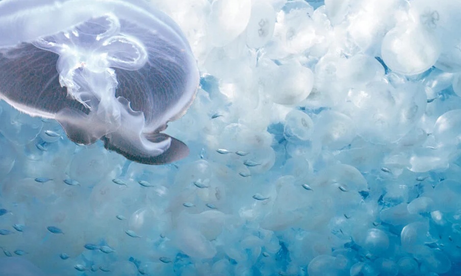 Strange Experiences at Sea - jellyfish