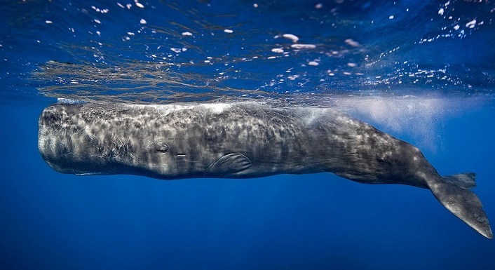 Strange Experiences at Sea - sperm whale indonesia