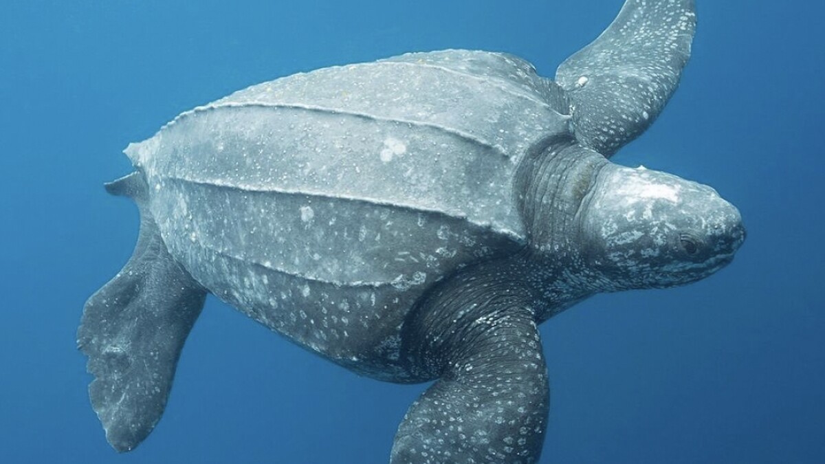 Strange Experiences at Sea - leatherback sea turtle mouth