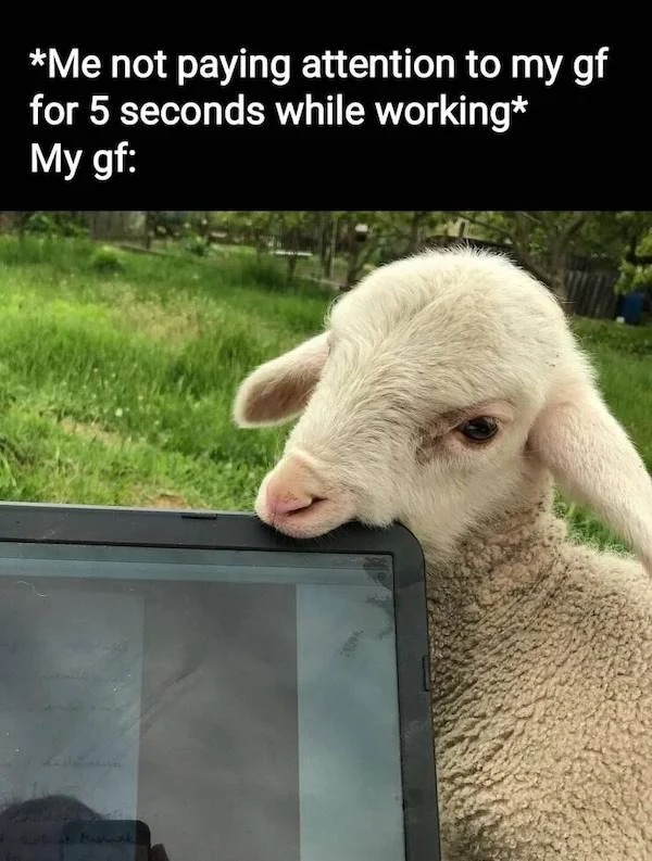 relatable memes - sheep - Me not paying attention to my gf for 5 seconds while working My gf