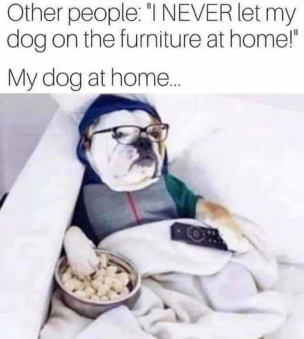 relatable memes - other people i never let my dog - Other people "I Never let my dog on the furniture at home!" My dog at home...
