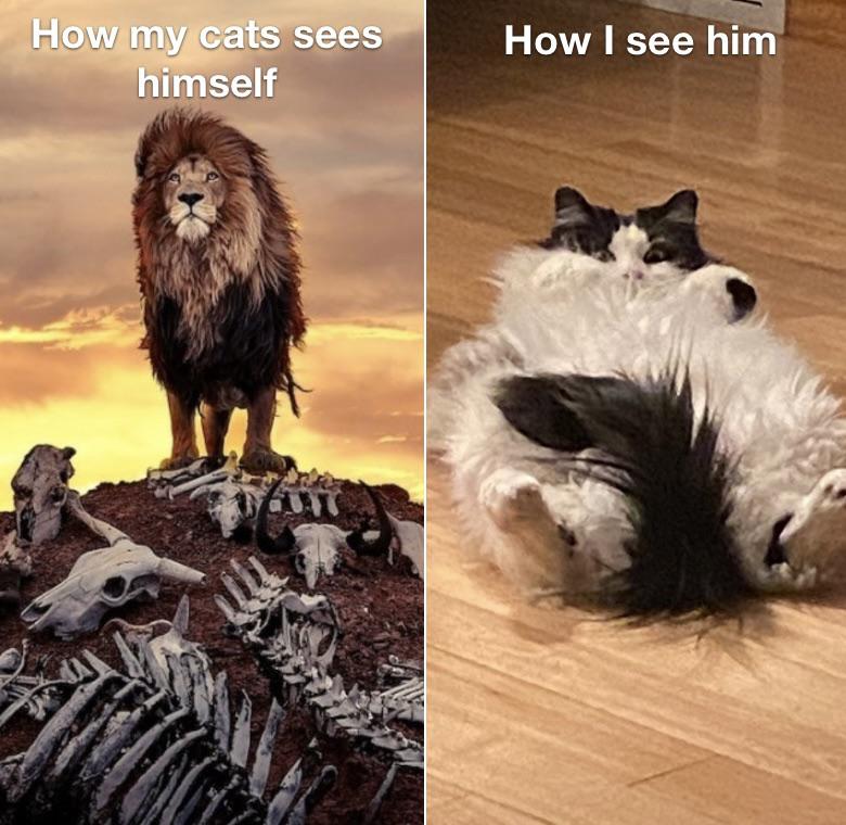 funny memes and pics - Photograph - How my cats sees himself How I see him