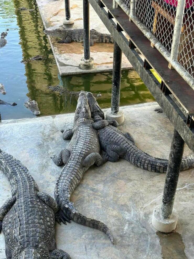 funny pics and cool randoms - everglades alligator farm