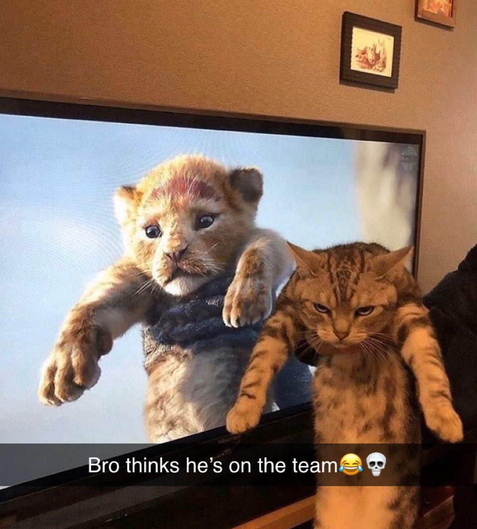 Examples of Insane D*ckriding - lion king meme cat - Bro thinks he's on the team