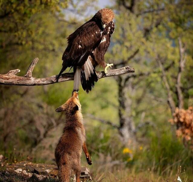 cool pics and photos - fox and eagle meme