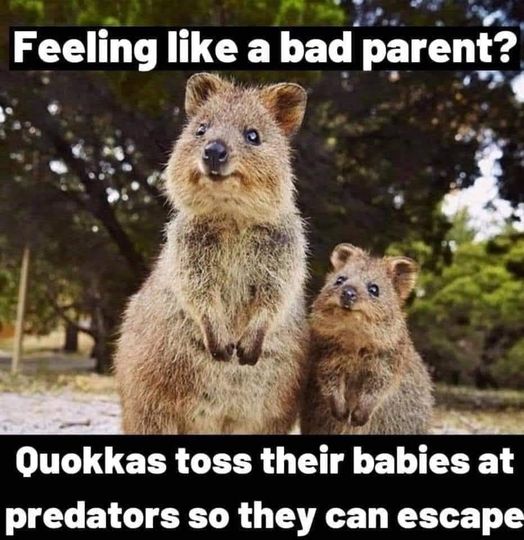 funny memes and pics - fauna - Feeling a bad parent? Quokkas toss their babies at predators so they can escape