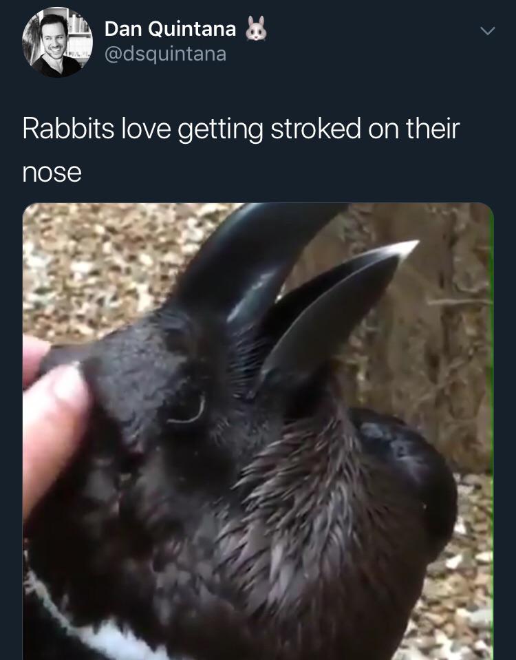 funny memes and pics - bird or rabbit optical illusion - Dan Quintana Rabbits love getting stroked on their nose