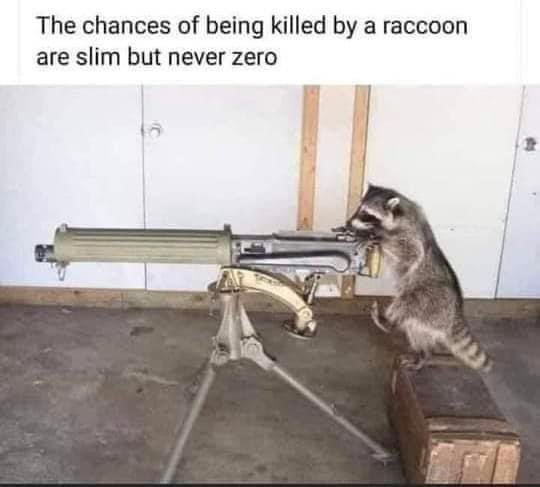 monday morning randomness - gun - The chances of being killed by a raccoon are slim but never zero
