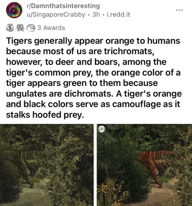 posts from r/lsd - look like to a dyslexic - rDamnthatsinteresting uSingaporeCrabby. 3h. i.redd.it 393 Awards Tigers generally appear orange to humans because most of us are trichromats, however, to deer and boars, among the tiger's common prey, the orang