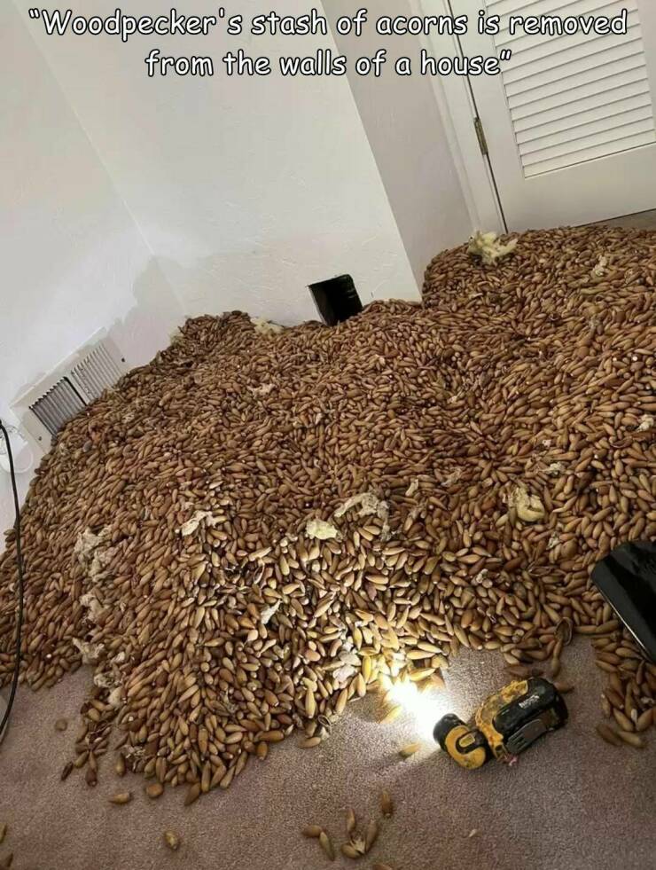 cool random pics - Pest control - "Woodpecker's stash of acorns is removed from the walls of a house"