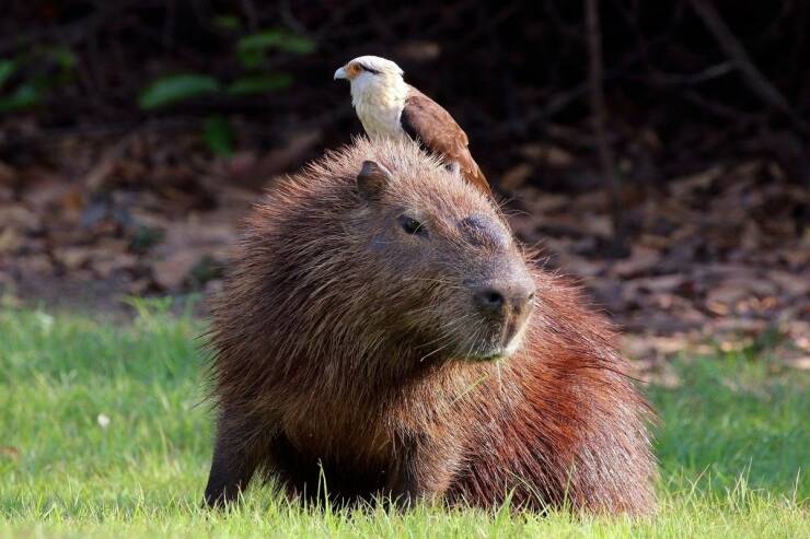 cool pics and random photos - capybara with birds