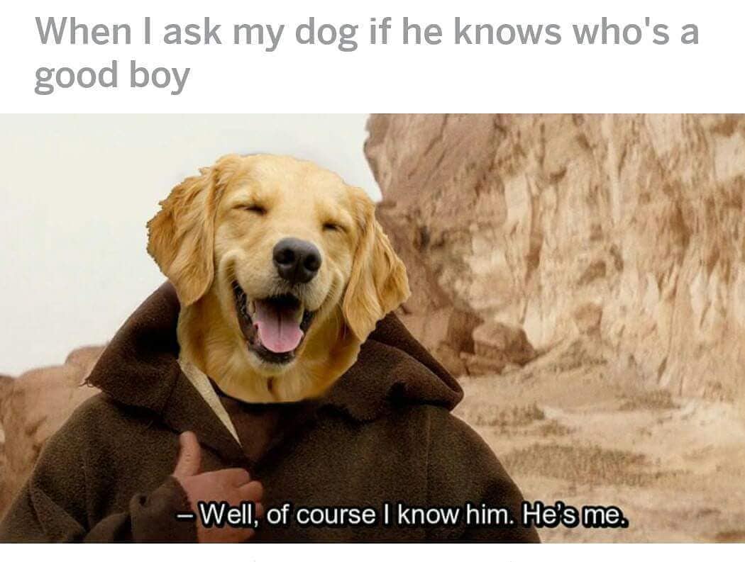 funny memes pics and tweets - know meme animals - When I ask my dog if he knows who's a good boy Well, of course I know him. He's me.