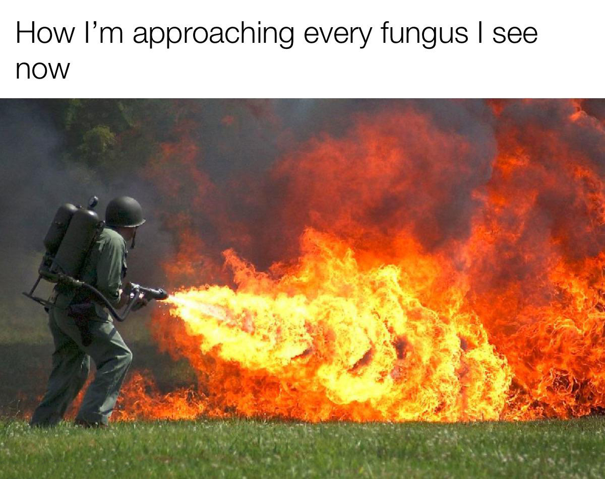 funny memes pics and tweets - kill spider with fire meme - How I'm approaching every fungus I see now