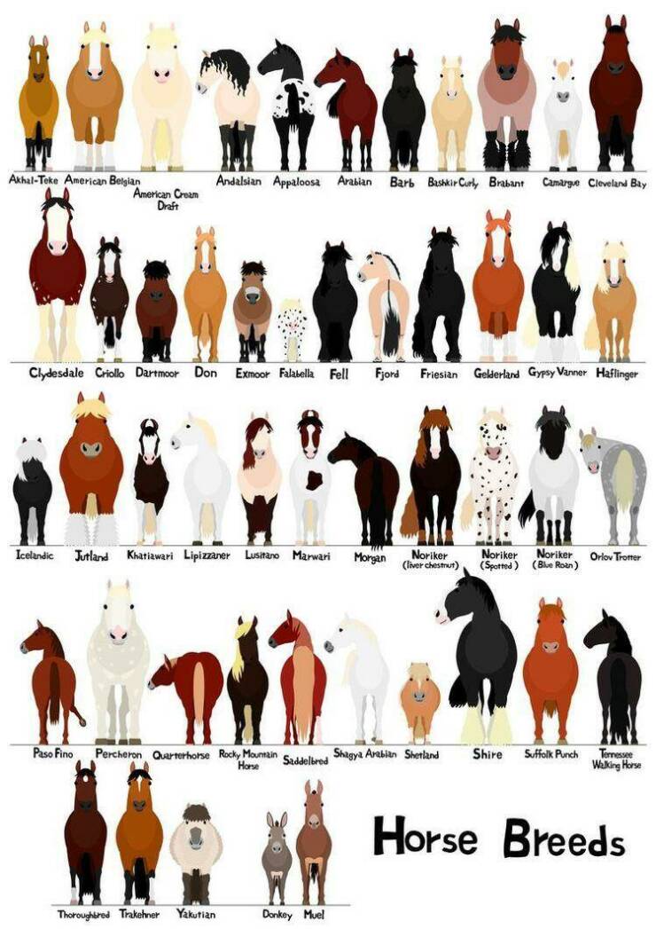 infographics and charts - horse valley breeds - AkhalTeke American Belgian American Cream Draft Andalsian Appaloosa Arabian Barb Bashkir Curly Brabant Camargue Cleveland Bay Clydesdale Criollo Dartmoor Don Exmoor Falabella Fell Fjord Friesian Gelderland G