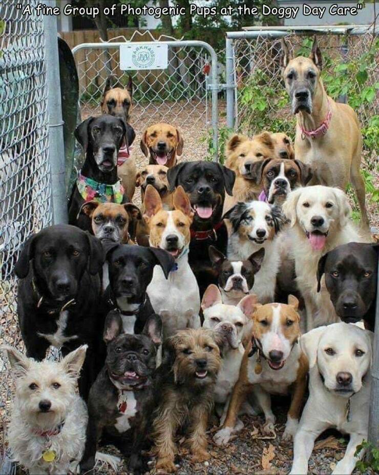 cool random pics - doggy daycare - A fine Group of Photogenic Pups at the Doggy Day Care te Rexo an