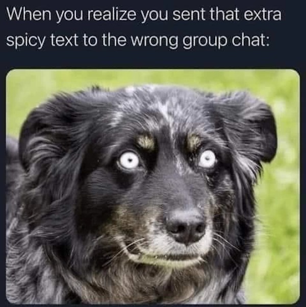 relatable memes - dank dog memes - When you realize you sent that extra spicy text to the wrong group chat