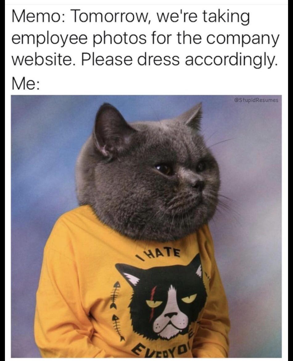 cat to distract you - Memo Tomorrow, we're taking employee photos for the company website. Please dress accordingly. Me 4|||| Hate Every O Resumes