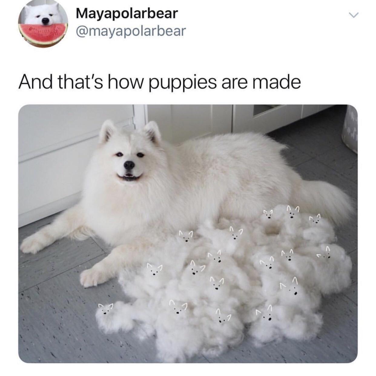 mayapolarbear memes - Mayapolarbear And that's how puppies are made