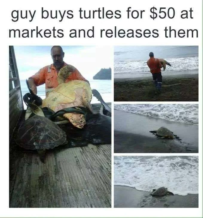 Bros helping bros - faith in  - guy buys turtles for $50 at markets and releases them