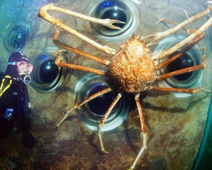 cool random pics -  guinness world record biggest crab