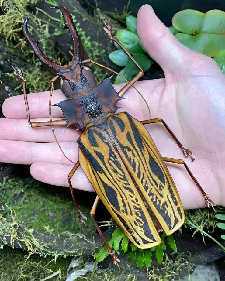 cool random pics -  longicorn beetle