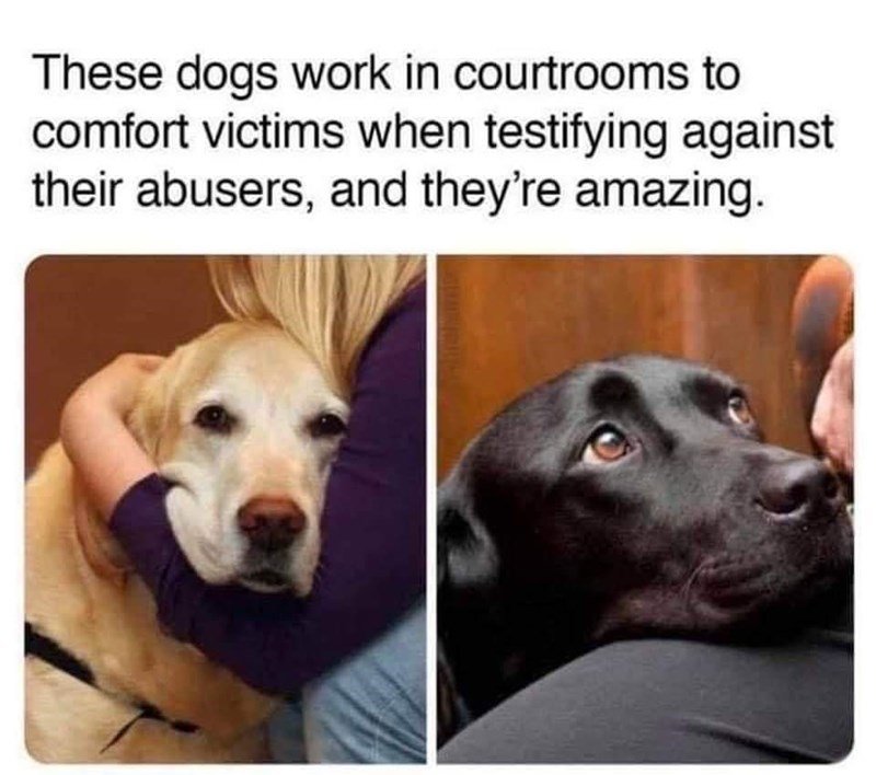 photo caption - These dogs work in courtrooms to comfort victims when testifying against their abusers, and they're amazing.