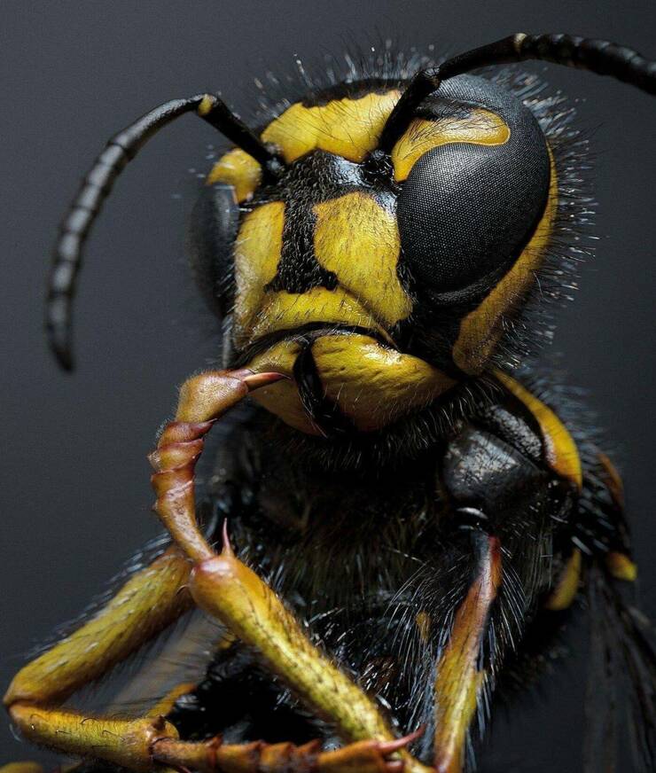 cute wasp