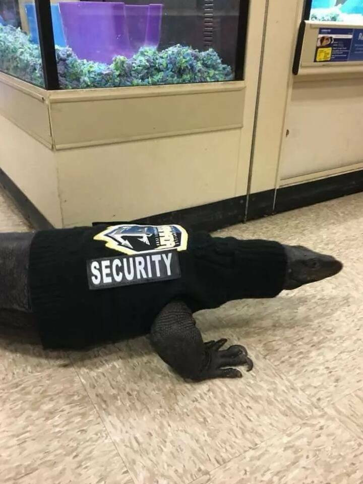 hall monitor lizard - Aplorele E Security