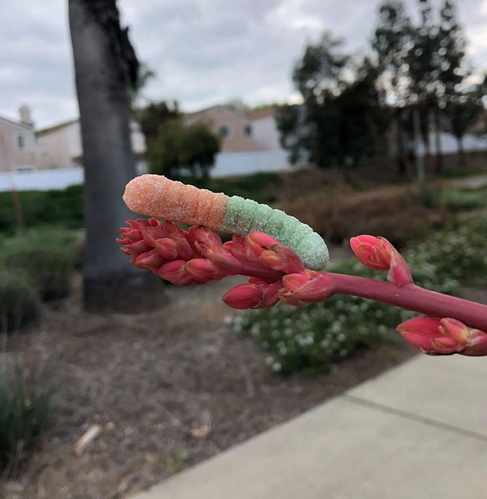 nature is beautiful gummy worm