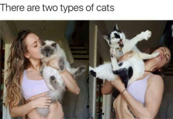 relatable memes and pics - 2 types of cats - There are two types of cats
