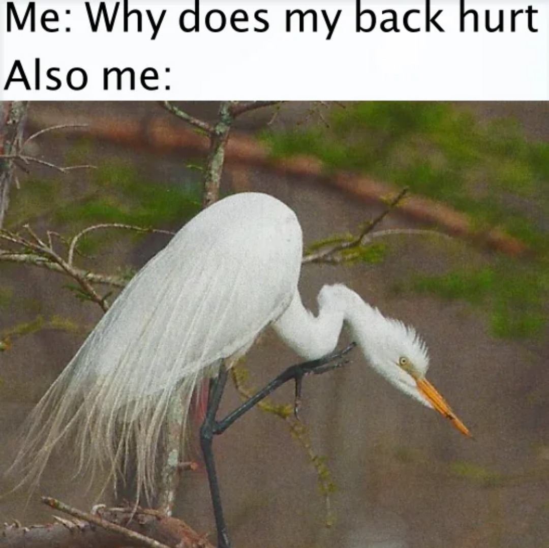 funny memes and pics - fauna - Me Why does my back hurt Also me