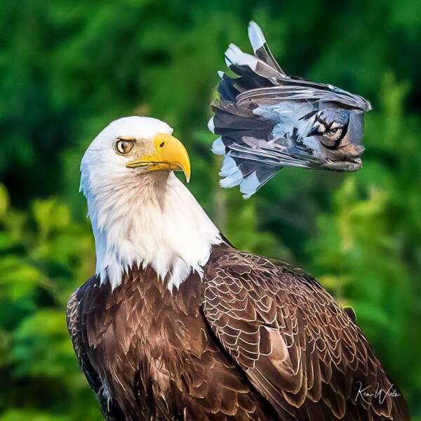 funny memes and pics - blue jay attacks bald eagle