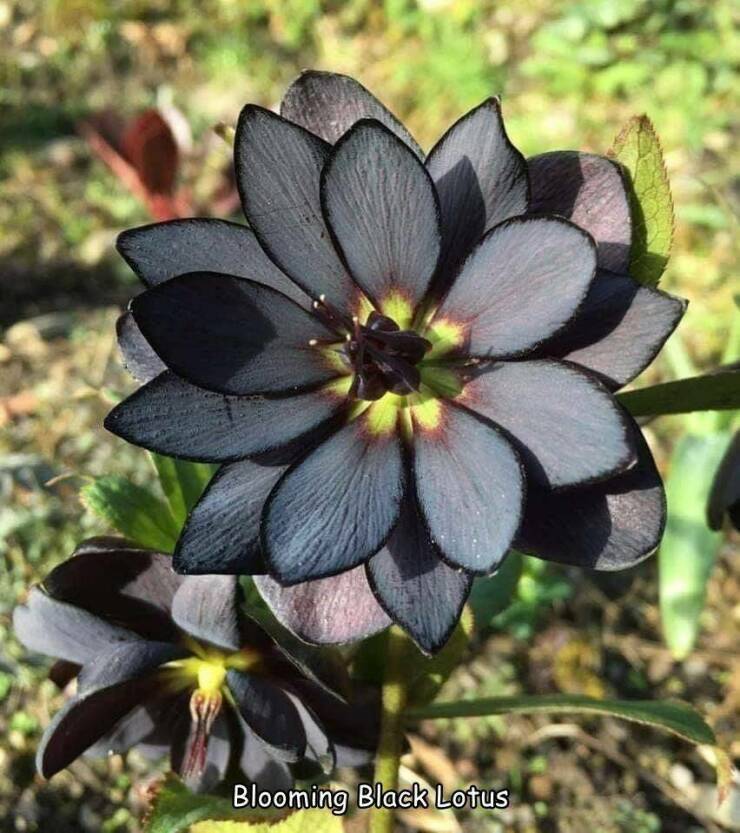 funny memes and pics - black lotus hellebore - Blooming Black Lotus
